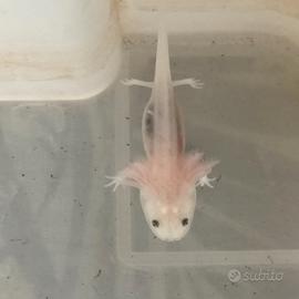 Axolotl