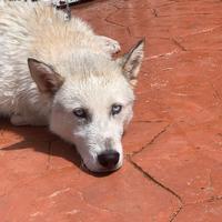 Siberian Husky per monta