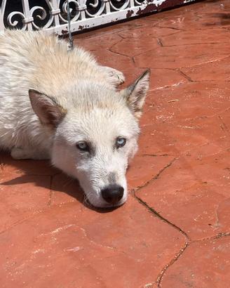 Siberian Husky per monta