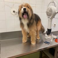 Pastore Bergamasco