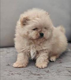 Pomerania spitz nano