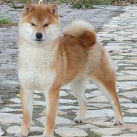 Stallone shiba con pedigree disponibile per monta