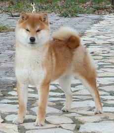 Stallone shiba con pedigree disponibile per monta