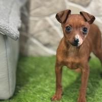 Pinscher