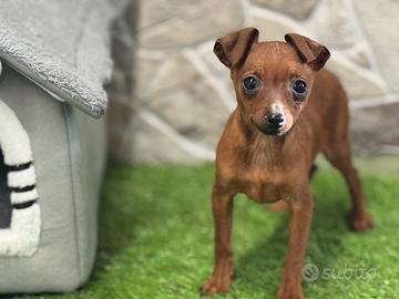Pinscher