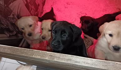 Cuccioli Labrador retrievers
