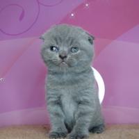 Principessa scozzese di razza pura