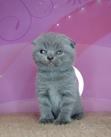 Principessa scozzese di razza pura