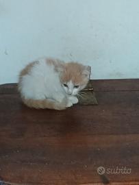 Gattini