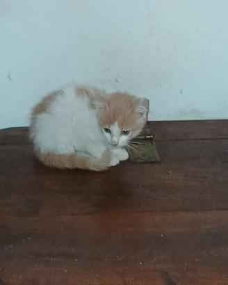 Gattini