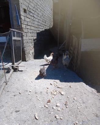 Galline ornamentali