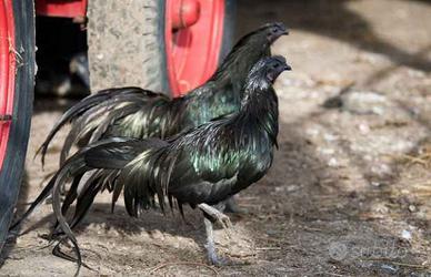 Combattente di Sumatra nano