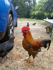 Gallo Olive Egger