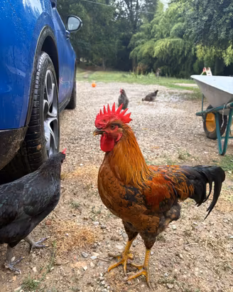 Gallo Olive Egger