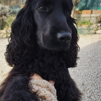 Cucciola di cocker spaniel inglese Pura