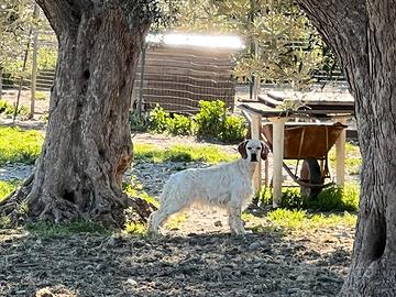 Setter Inglese