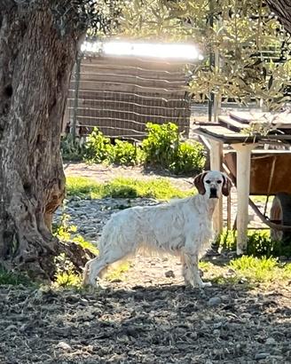 Setter Inglese
