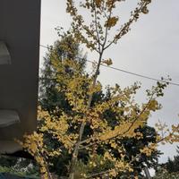 pianta ginko biloba