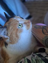 Gatto di 5 anni femmina