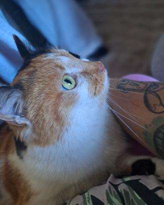 Gatto di 5 anni femmina