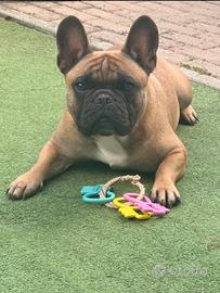 Bulldog francese maschio
