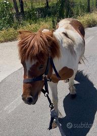 Pony maschio