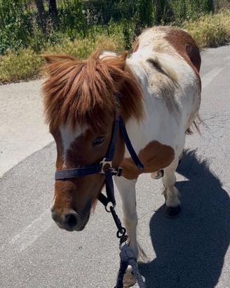 Pony maschio