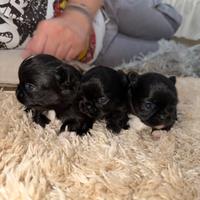 Chihuahua maschietti