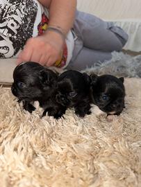 Chihuahua maschietti