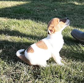 Jack russell terrier