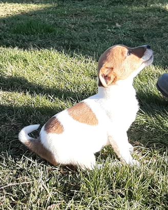 Jack russell terrier