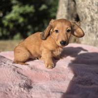 Cucciolo di bassotto tedesco nano