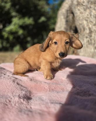Cucciolo di bassotto tedesco nano