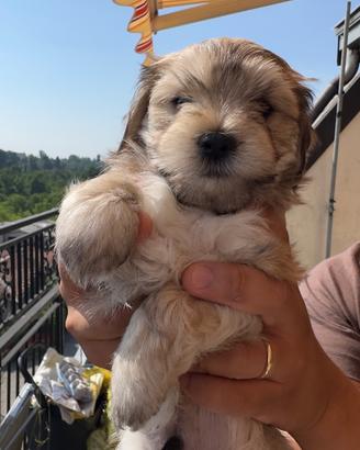 Cane cucciolo