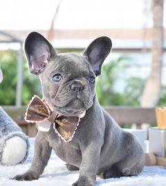 BULLDOG FRANCESE CUCCIOLI BLU - pag rateale