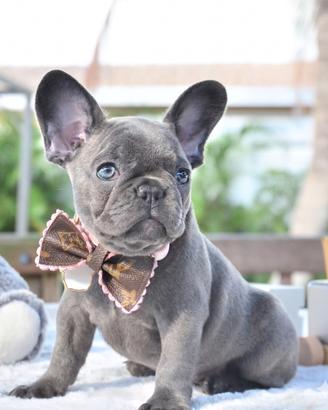 BULLDOG FRANCESE CUCCIOLI BLU - pag rateale