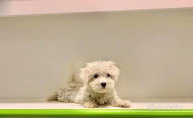 Maltipoo champagne chiaro