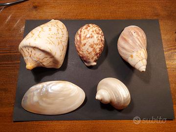 Lotto conchiglie da Collezione in Madreperla e non