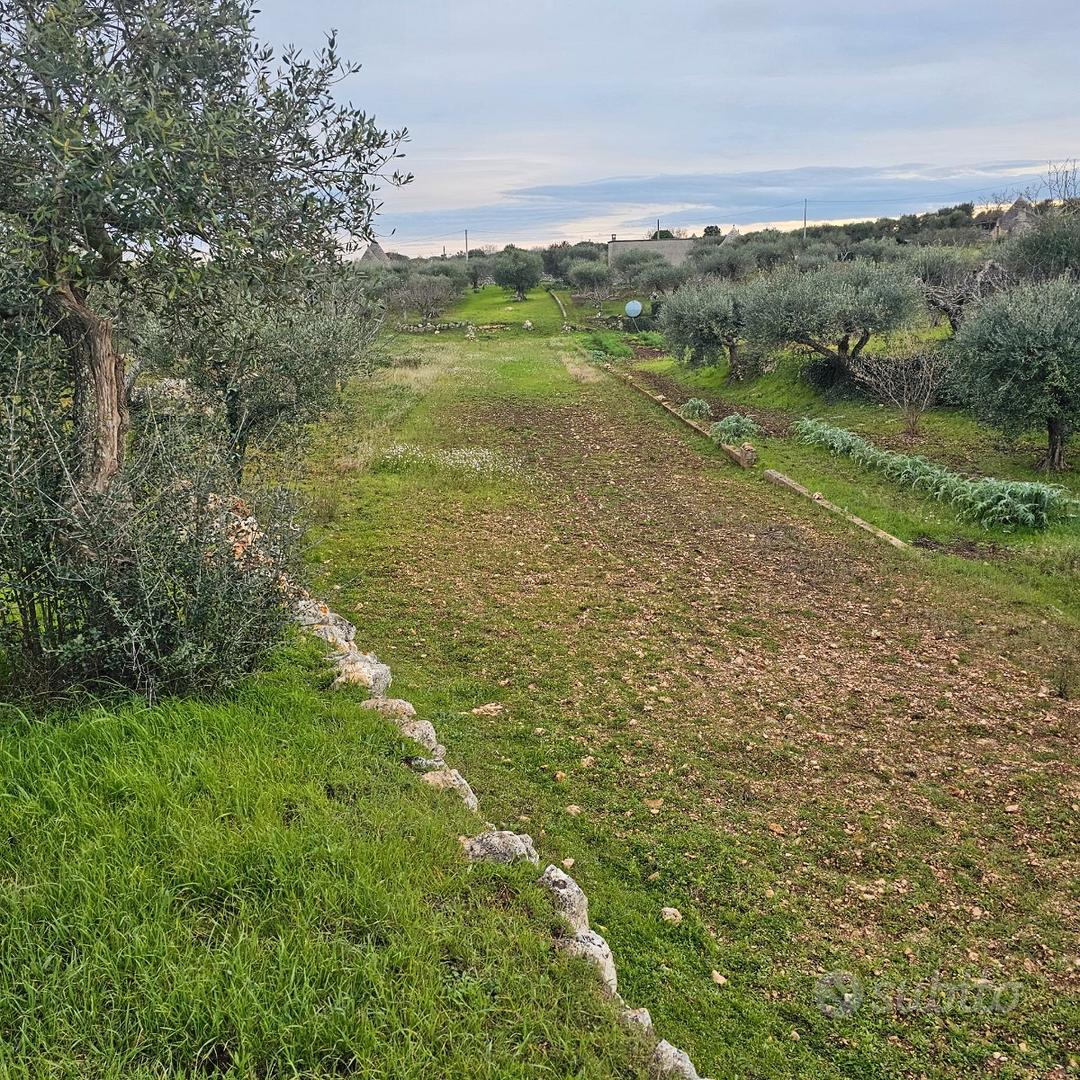 Terreno uliveto - Vista 2