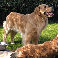 Stallone Golden Retriever