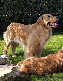 Stallone Golden Retriever