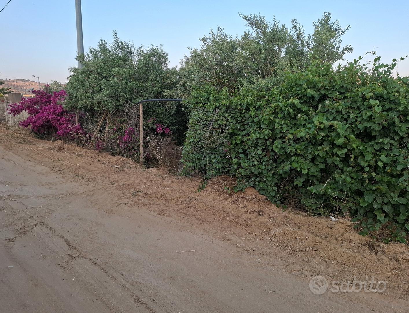terreno con uliveto di 2 tumoli - Altro