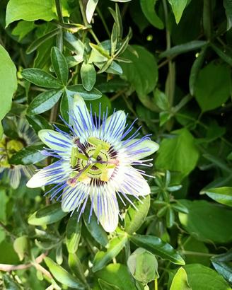 Fiori della passione di tutte le dimensioni