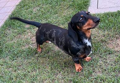 BASSOTTI NANI ARLECCHINO E FULVO DI 4Kg X MONTA