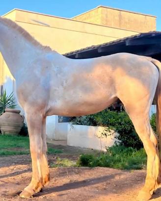 Arabo di nove anni
