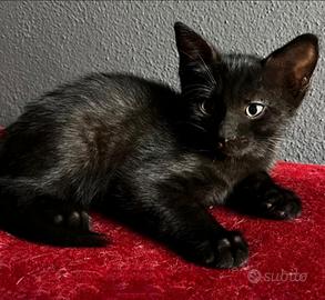 Gattino MASCHIO mix Norvegese