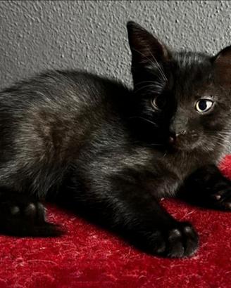 Gattino MASCHIO mix Norvegese