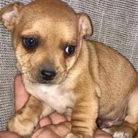 Cuccioli di chihuahua toy da borsetta