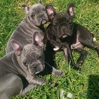 Cuccioli di bulldog francese