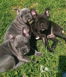 Cuccioli di bulldog francese